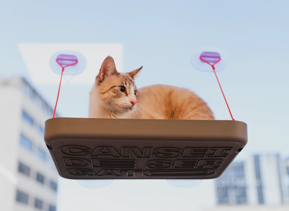 Gatos | Zee.Dog