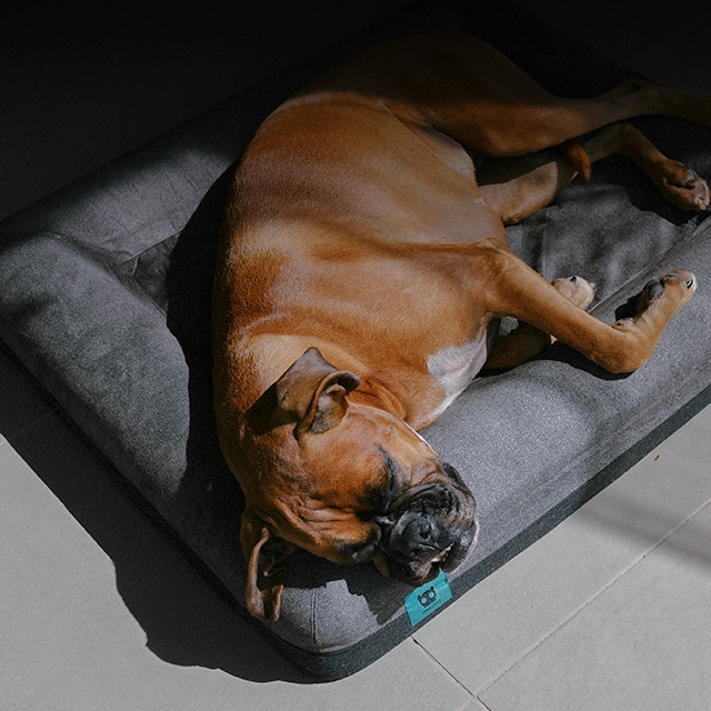 Camas e Capas | Zee.Dog