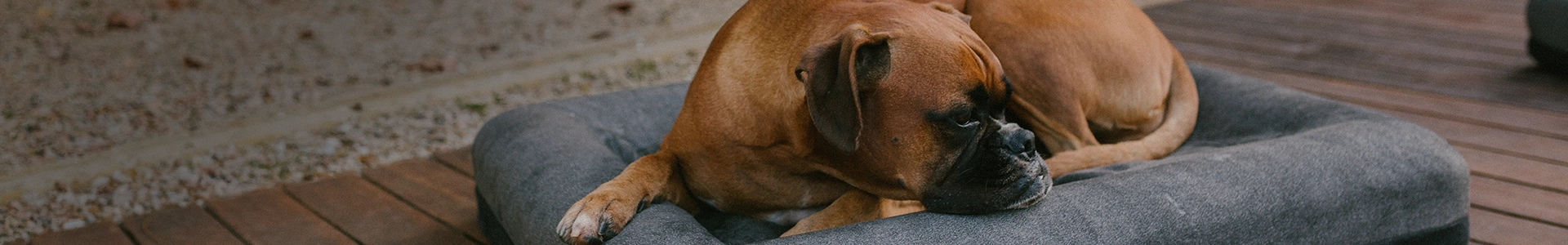 Banner Coleção Naturals - Zee.Dog
